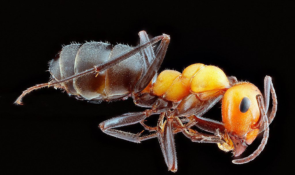Ant Control service in Burleson, TX
