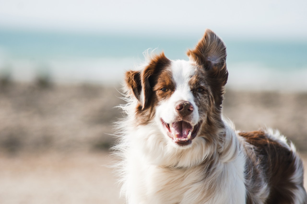 Flea & Tick Control service in Burleson, TX