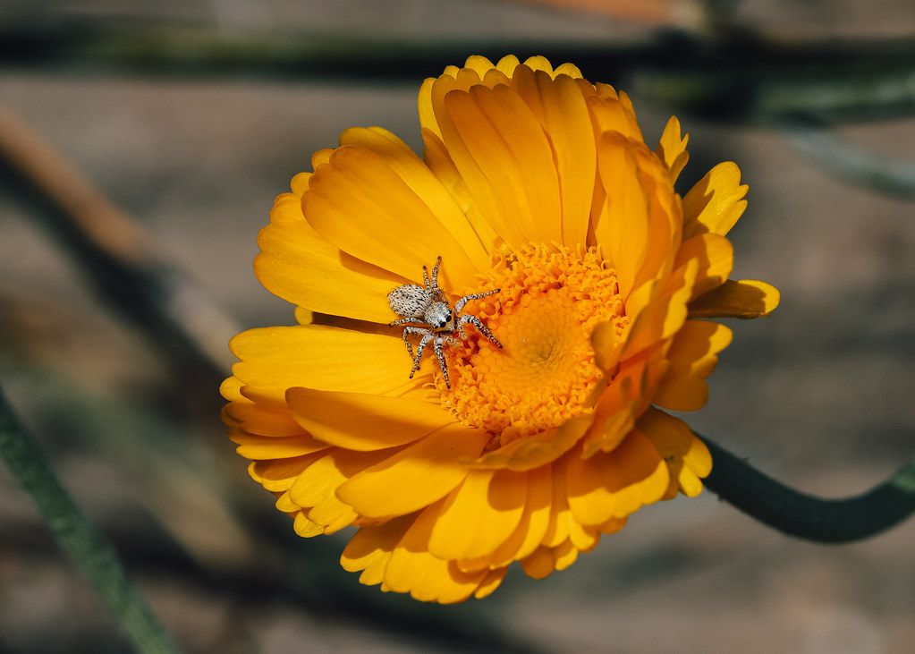 Spider Control service in Burleson, TX